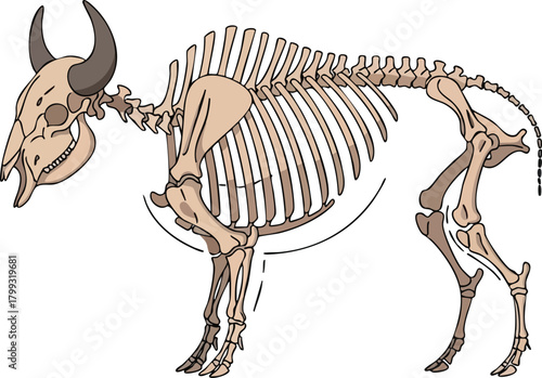 Billede på lærred Bison Skeleton Illustration A Detailed Anatomical View