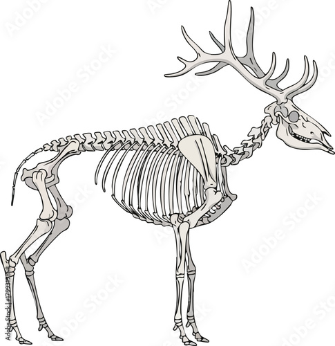 Deer Skeleton Anatomy Illustration of Skeletal Structure