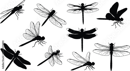 Illustration of collection of dragonfly silhouettes isolated on set of insect silhouettes vector illustration of flying dragonflies dragonfly silhouette set