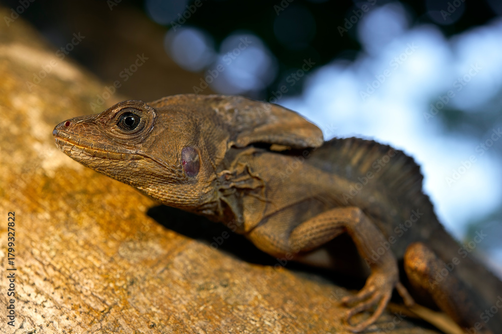 Obraz premium Brown basilisk, striped basilisk // Streifenbasilisk (Basiliscus vittatus) - Roatan island, Honduras