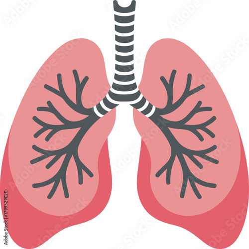 Human lungs, trachea, and bronchi respiratory system anatomy