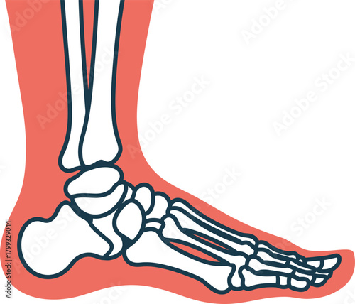 Anatomical illustration of human foot skeleton and bones.