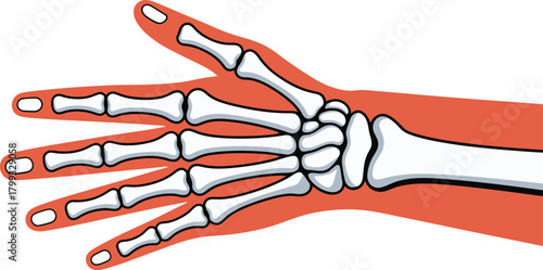 Human hand bones illustration. anatomy of the wrist and fingers.