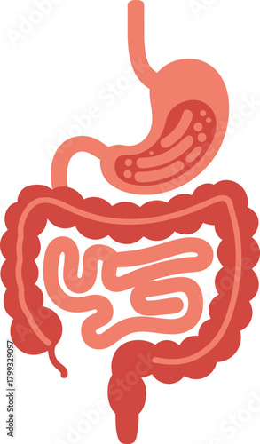 Human digestive system anatomy, stomach, and intestine illustration.