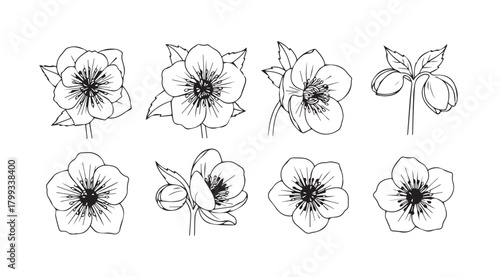 Collection of delicate hand drawn floral illustrations in silhouette style