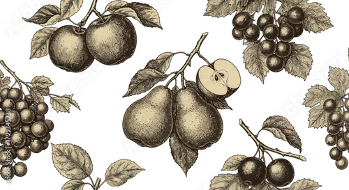 Vintage fruit illustration apples pears grapes and berries for botanical prints decorative backgrounds classic designs highlighting natural themes.