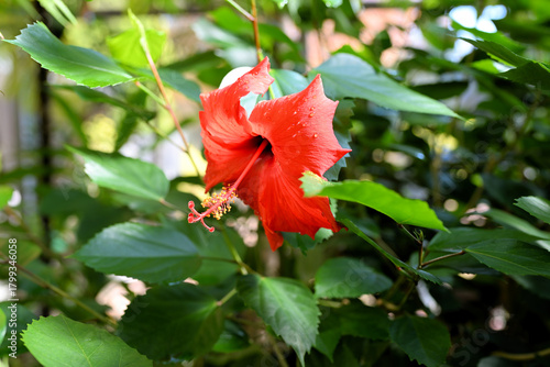 ブッソウゲ