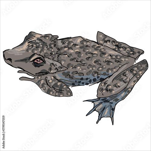 Horrible bug-eyed frog. Theloderma horridum. Warted tree frog. Colorful, vector illustration. Picturesque. Unique stylization. Print on sketchbooks, stickers, postcards, cups, clothes, posters.