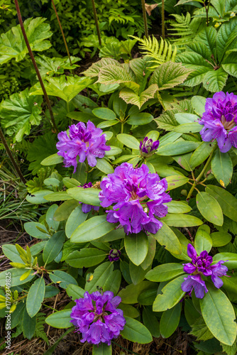  Rhododendron.