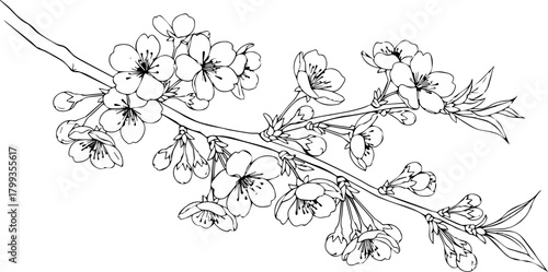 Delicate cherry blossom branch, perfect for springtime designs, wedding invitations and elegant botanical themes, originally created as a scalable vector graphic