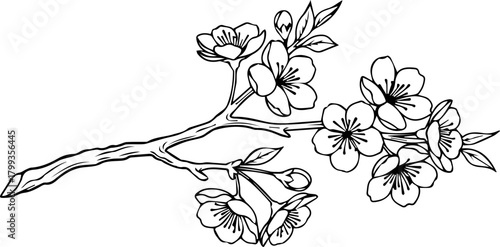 Elegant cherry blossom branch with delicate petals, perfect for spring designs and natural beauty projects.