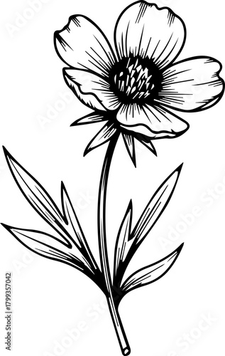 Elegant hand drawn anemone flower with delicate petals and leaves offers timeless botanical beauty for your design needs