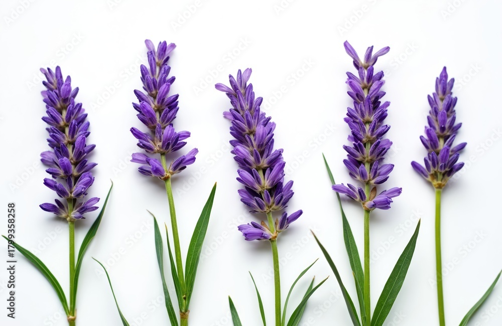 Naklejka premium Five lavender stalks with green leaves stand against a plain white backdrop. Small purple flowers create a vertical line pattern. This floral image is clean and simple.