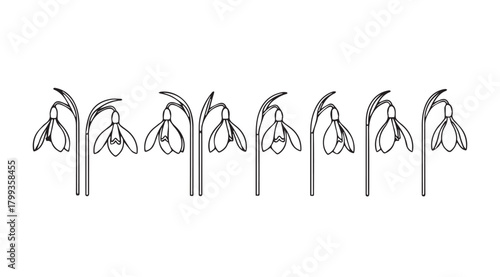 Delicate snowdrop flowers in a stylized line art silhouette