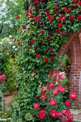 Beautiful red rose flowers blooming by a brick wall in a rose garden.