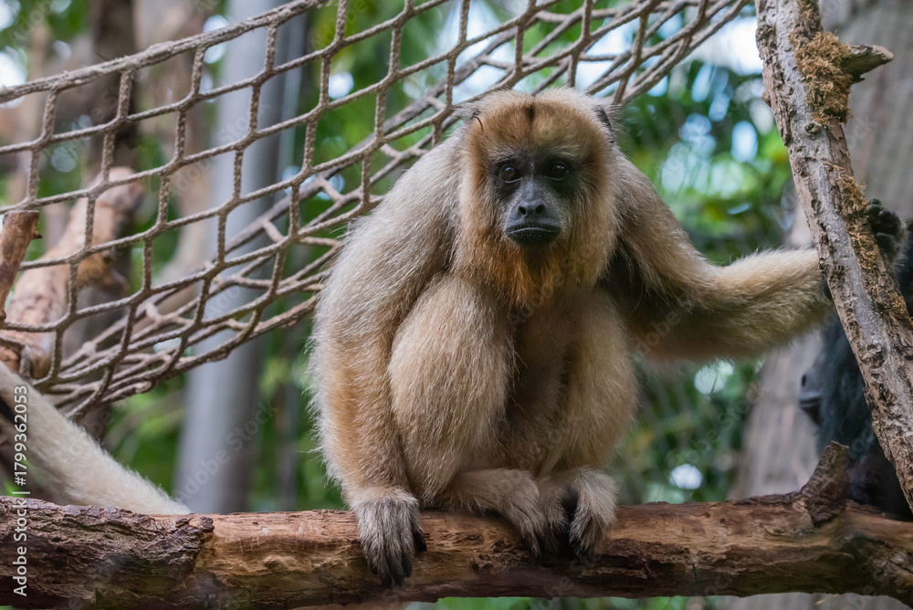 Fototapeta premium Howler Monkey Sitting on Branch in Forest Habitat