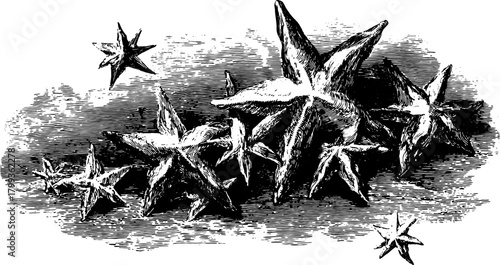 Stars illustration in vintage line drawing style. Ornate outline vector artwork featuring various shapes in black and white.