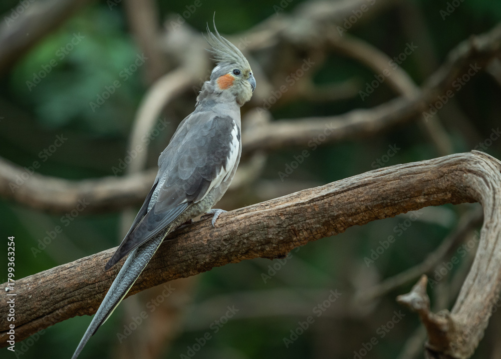 Fototapeta premium Cockatiel Perched on Branch in Natural Setting