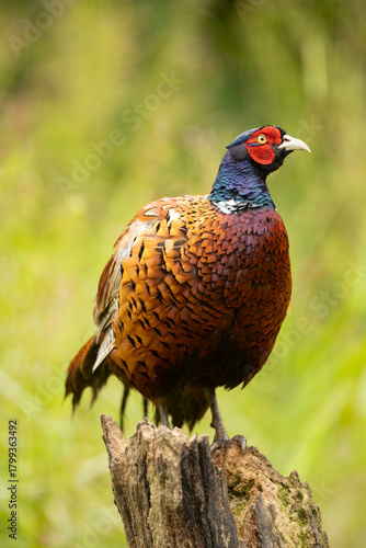 Wallpaper Mural A striking male common pheasant Phasianus colchicus stands in a blurred green meadow, displaying iridescent neck feathers, intricate brown wing patterns, and a bright red facial patch. Torontodigital.ca