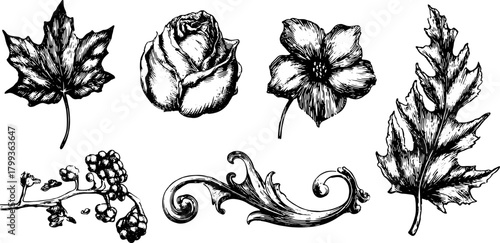 Botanical illustration set of leaves and flowers including a rose and vine. This black and white vector illustration features intricate sketches and details.