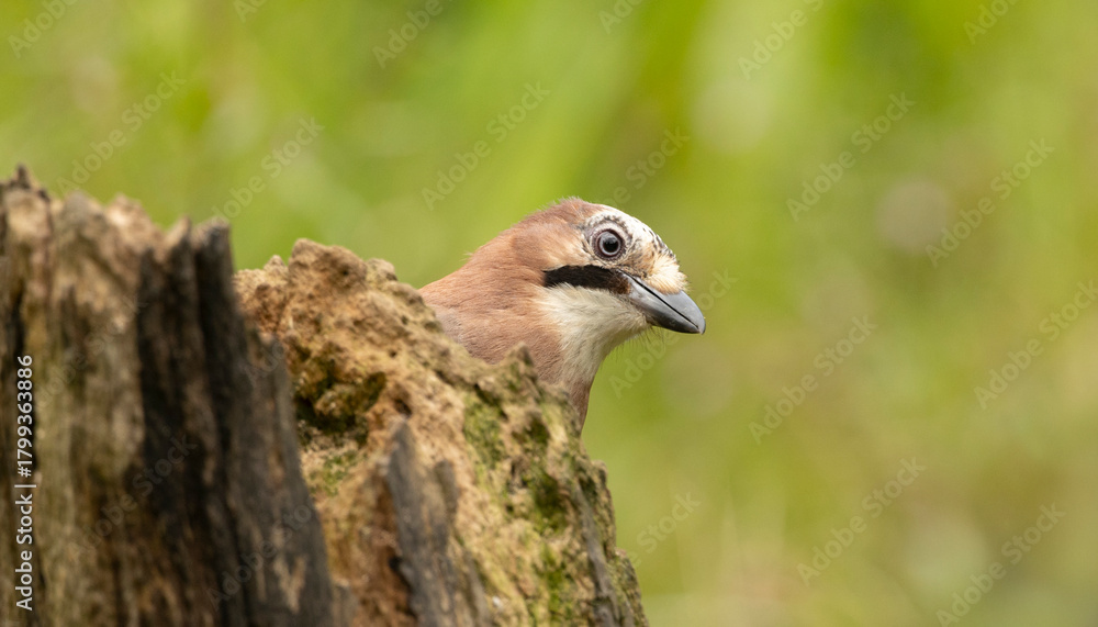 Fototapeta premium A calm Eurasian Jay Garrulus glandarius perches on a rugged stump in a vivid green meadow, showcasing blue wing patches and soft brown plumage.