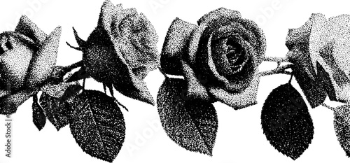 Rose engravings in vintage style featuring detailed outlines. Black floral vector illustration set perfect for decor or printed designs.