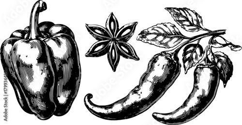 Pepper and chili set in vintage style. Detailed black vector illustration of herbs and spices, showcasing bell and chili peppers.