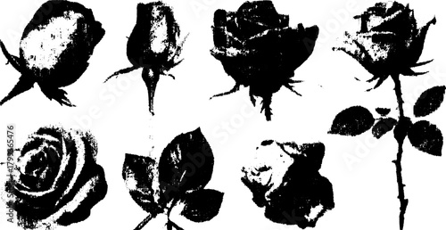 Set of rose flowers in black and white vector illustration. Realistic and stylized design features various views and details.