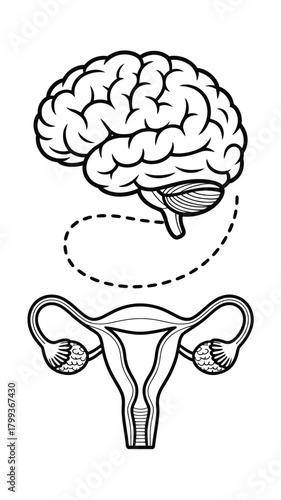 Brain and female reproductive system connection, human endocrine system Vector