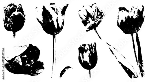 Black and white tulip illustrations. Simple floral vector set depicting botanical elements with elegance.