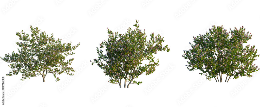 Fototapeta premium Escallonia x langleyensis apple tree, front view, cutout, transparent background, isolate, Three flowering trees add beauty to landscaping designs and 3D rendering