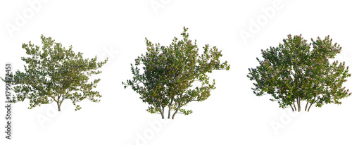 Escallonia x langleyensis apple tree, front view, cutout, transparent background, isolate, Three flowering trees add beauty to landscaping designs and 3D rendering