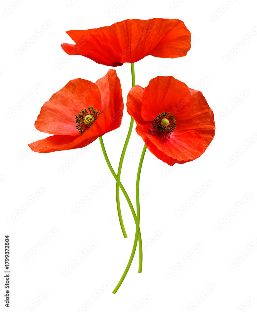 Fototapeta premium close up of red poppy flowers isolated on transparent background