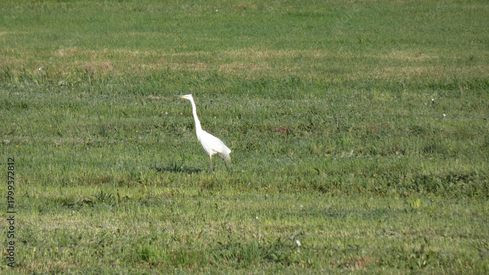 Fototapeta premium White heron stands gracefully in a lush green field under the bright sunlight