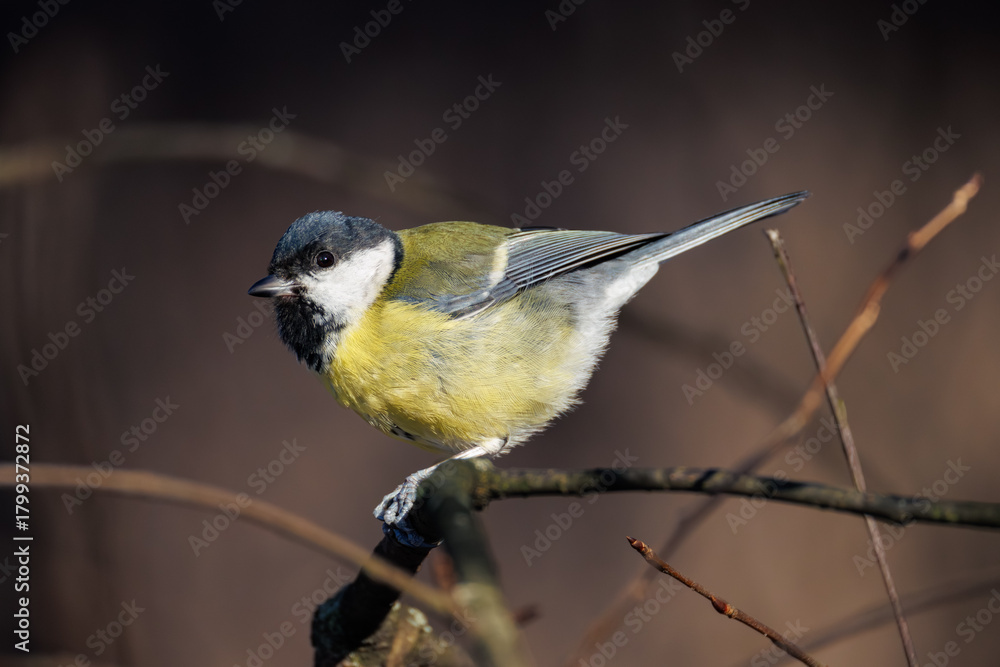 Obraz premium great tit parus major