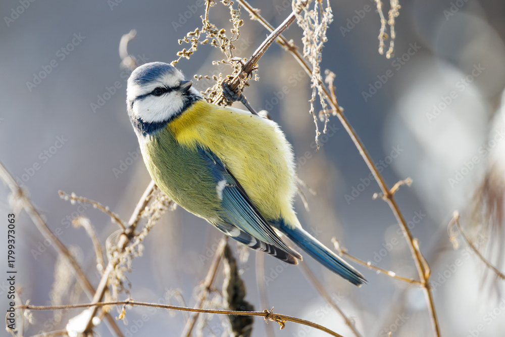 Fototapeta premium great tit parus major