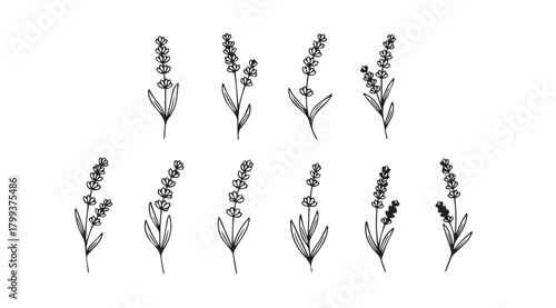 Collection of delicate lavender sprigs in a stylized silhouette style