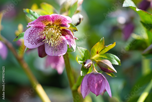 Pink oriental hellebore blooming in a sunny garden