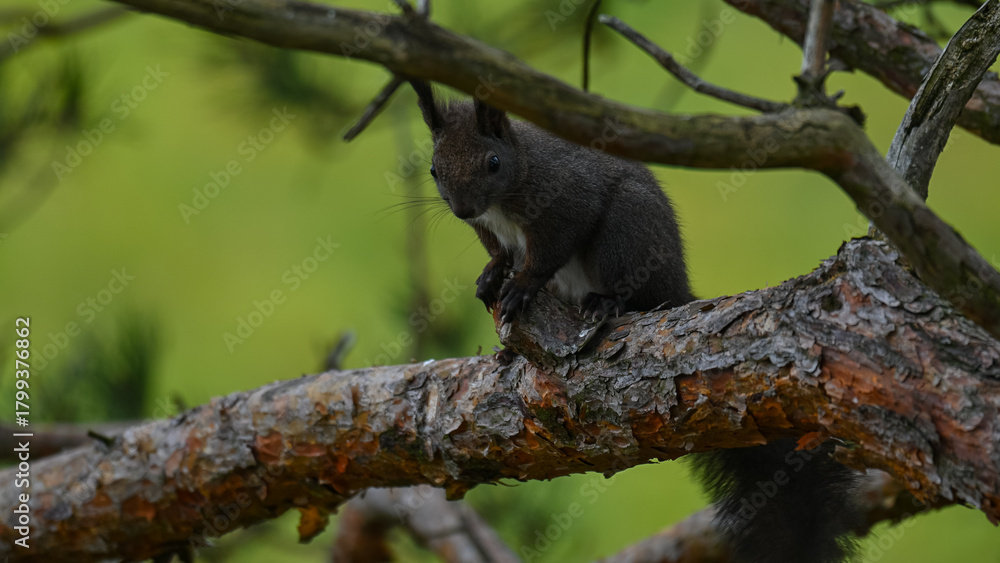 Fototapeta premium Alert Dark Morph Red Squirrel on a Pine Branch