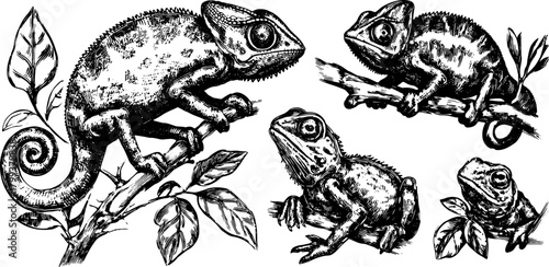 Chameleon and frog set. Detailed black and white vector illustrations on leaves and branches, showcasing reptilian features.