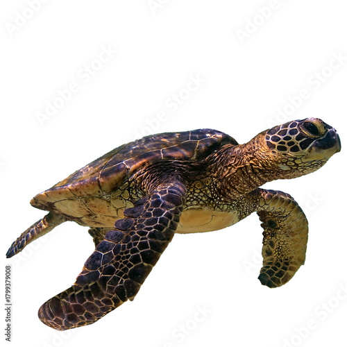 turtle isolated on white background