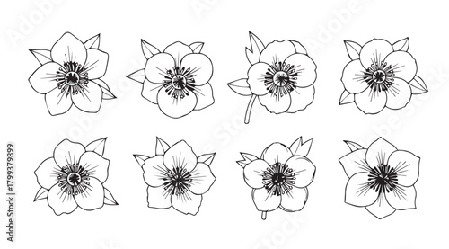 Collection of delicate hand drawn floral illustrations in a sketchy silhouette style