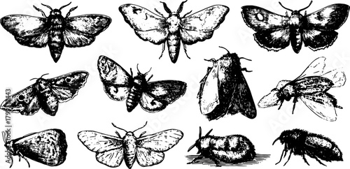 Vintage moth illustrations in black outline style. Detailed vector illustration set showcasing various insects as elegant biological specimens.