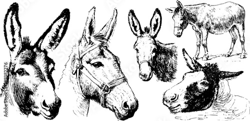 Donkey head silhouette in vintage engraving style. Detailed black outline drawing in a hand-drawn vector illustration set.