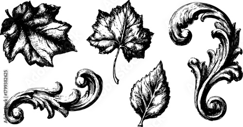 Leaves and flourishes in black and white drawing style. Ornate vector illustration featuring elegant details in a decorative set.