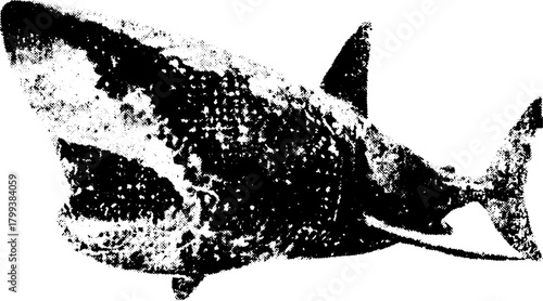 Shark print in antique style. Engraved silhouette with detailed line work, showcasing a retro vector illustration of wildlife.