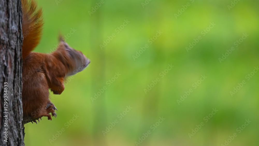 Fototapeta premium Red Squirrel Eating on Tree Trunk with Vibrant Green Copy Space