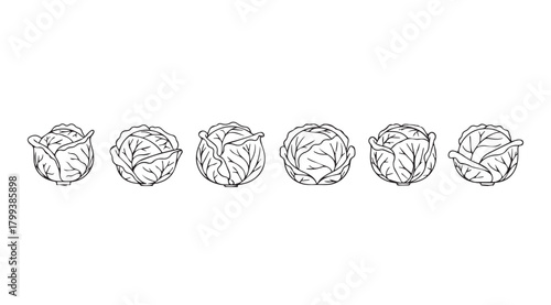 Six detailed hand drawn botanical silhouettes of cabbage heads silhouette