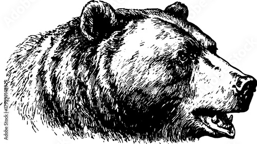 Bear head in black and white outline style. Vintage vector illustration featuring detailed line drawing and engraving techniques.