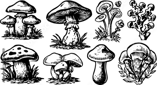 Mushroom illustrations in an antique engraving style. Hand-drawn vector set showcasing various fungi, with detailed line work and textures.